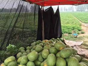 带你吃大瓜重庆,带你吃遍地道“大瓜”