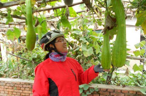 吃瓜影响伤口吗,吃瓜对伤口愈合的影响解析