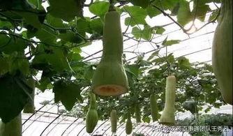 吃瓜影响伤口吗,吃瓜对伤口愈合的影响解析