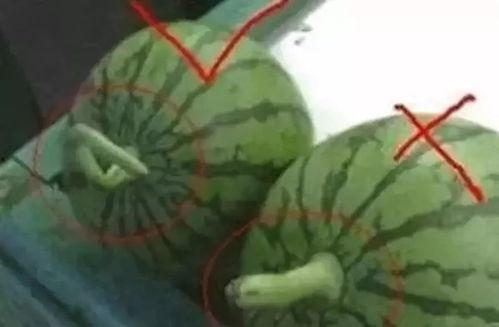 变异瓜怎么吃视频,视频教你美味吃法