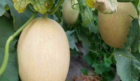 吃白兰瓜的好处,健康生活新选择