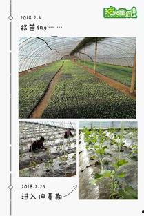 吃瓜的阳光农场,吃瓜者的田园乐土