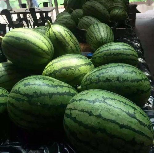 吃瓜的阳光农场,吃瓜者的田园乐土