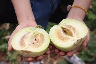 吃瓜福利,福利大放送！