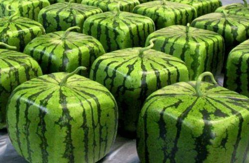 全系列吃瓜,娱乐圈幕后真相全解析