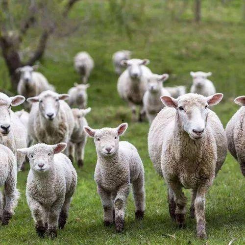 蟋蟀会吃羊瓜吗