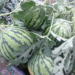 夏邑县新闻吃瓜