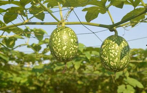 绿吊瓜怎么吃,探索美味与健康的完美结合