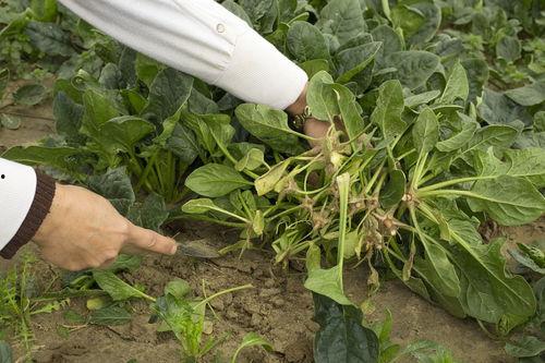 茭瓜南瓜同时吃,营养美味两不误