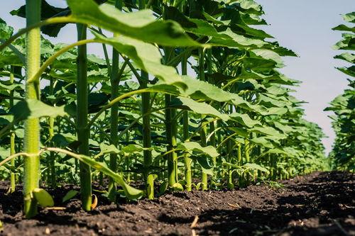 茭瓜南瓜同时吃,营养美味两不误