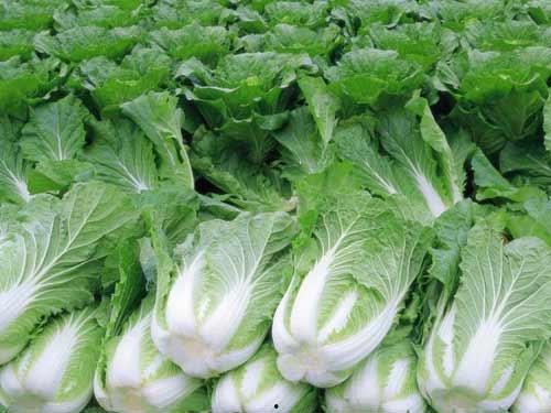 茭瓜南瓜同时吃,营养美味两不误