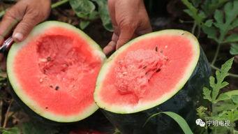 北斗吃瓜,揭秘我国航天领域的“吃瓜”传奇