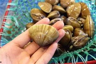 北斗吃瓜,揭秘我国航天领域的“吃瓜”传奇