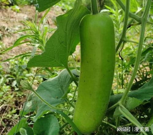 玲花和大家一起吃瓜,玲花与好友共享瓜趣时光