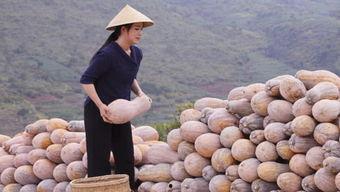 滇西小哥吃瓜,揭秘云南特色美食背后的故事