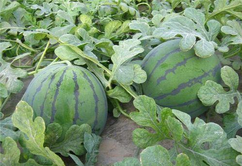 在瓜地吃开园瓜视频