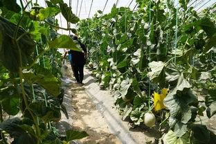 在瓜地吃开园瓜视频