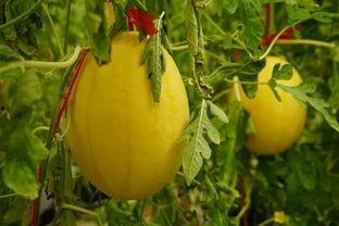 吃瓜群80,一场全民参与的娱乐盛宴