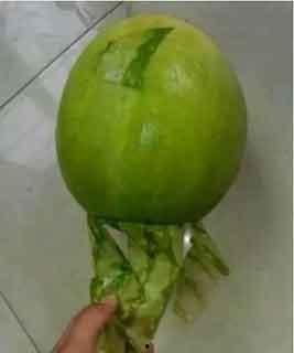 青海吃的瓜事件,一场关于瓜种与文化的热议