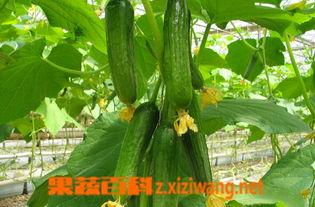 吃乳瓜影响怀孕,乳瓜食用对怀孕影响探讨