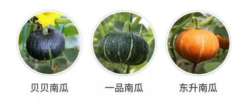 瓜是好瓜怎么吃,探索好瓜的最佳食用之道