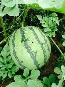 沛沛下播吃瓜,揭秘她吃瓜的幕后故事