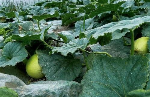 吃脆瓜的禁忌,食用禁忌需留心