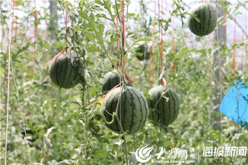 大丰吃瓜事件视频,一场引发热议的网络狂欢