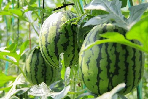 西瓜鸟吃瓜视频,揭秘鸟类中的“吃瓜群众”