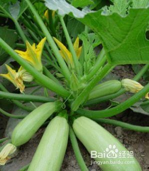 不让吃角瓜,健康生活新主张