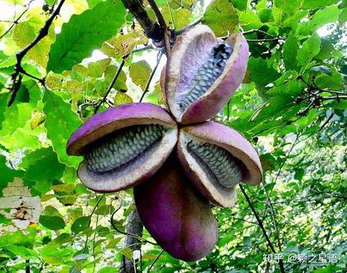 阿姨吃八月瓜视频下载,视频下载尽享田园时光