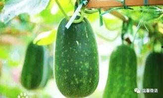 在窗户外面吃瓜,共享夏日悠闲时光