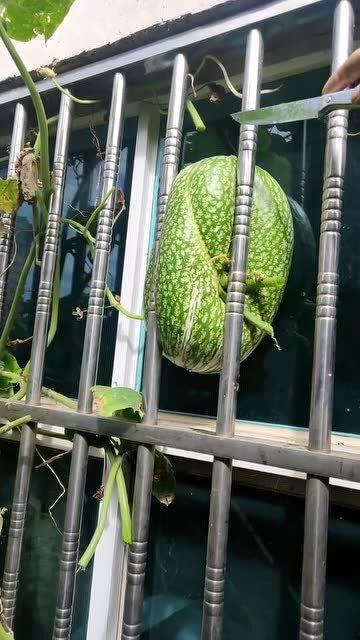 在窗户外面吃瓜,共享夏日悠闲时光