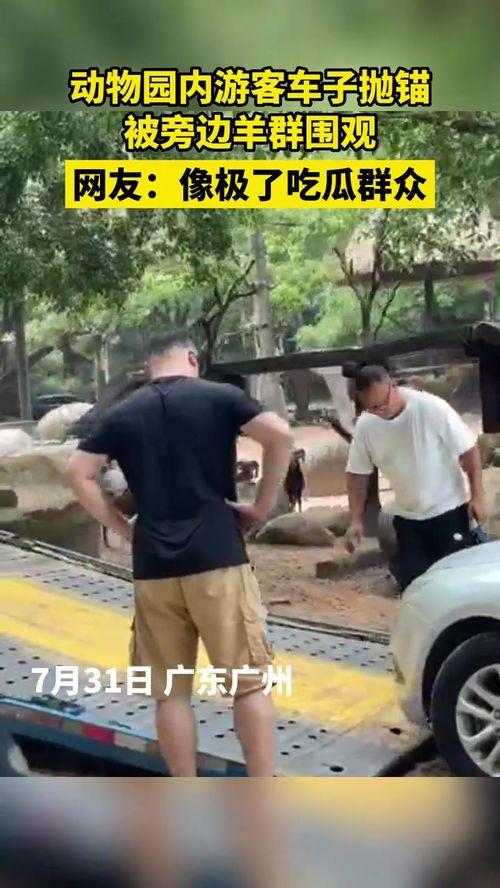 吃瓜群众像极了,揭秘网络时代的“围观者”现象