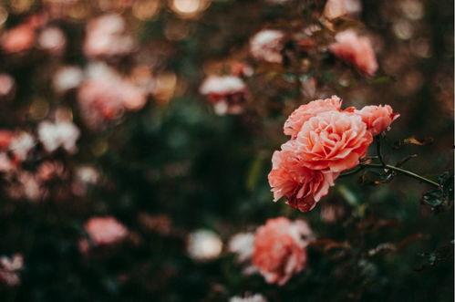 花花与情人吃瓜,揭秘娱乐圈幕后故事