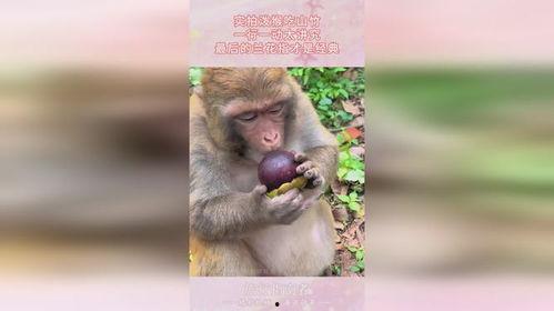 猴子嘟嘴吃瓜视频,猴子演绎夏日清凉趣味瞬间
