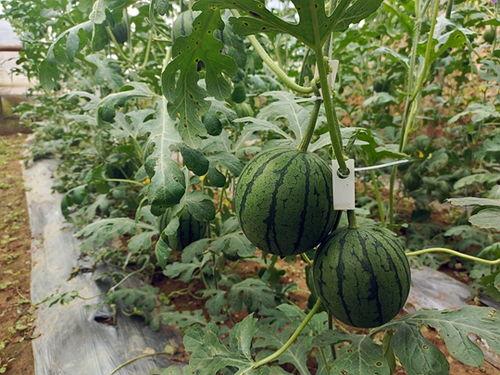 吃小瓜,揭秘“吃小瓜”背后的趣味与智慧