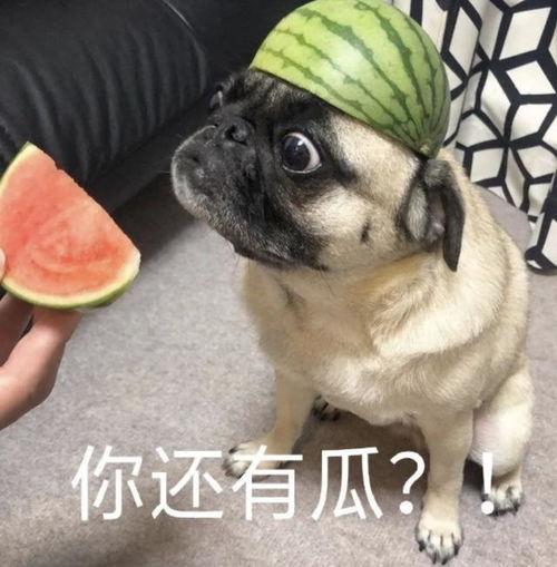 吃瓜吃狗头表情包,网络表情包的趣味与流行