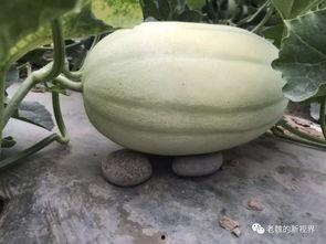 老俞吃瓜,揭秘娱乐圈背后的那些事儿