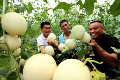 吃瓜驿城区,探寻美食与文化的交汇之地