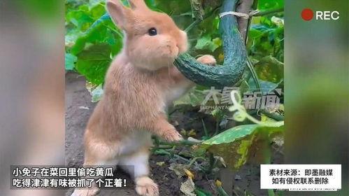 小免子吃瓜,揭秘娱乐圈的甜蜜与苦涩