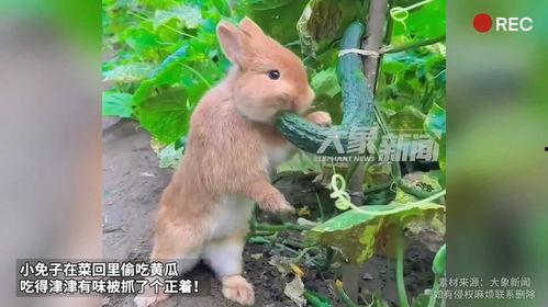 小免子吃瓜,揭秘娱乐圈的甜蜜与苦涩