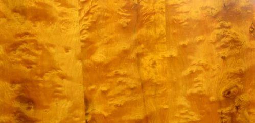 吃瓜小熊金丝楠木,探寻金丝楠木的奥秘