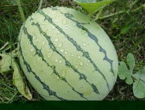 清清晓溪吃瓜,揭秘娱乐圈的“吃瓜”风云