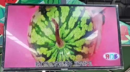 老头瓜棚吃瓜,老头瓜棚里的悠闲时光