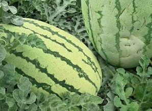 云南扶手瓜怎样吃啊,云南扶手瓜的多样食法探索