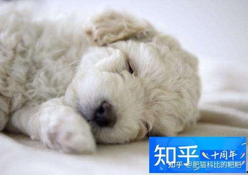 狗子吃角瓜鸡蛋,意外发现美味新搭配