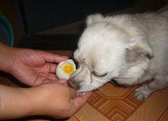 狗子吃角瓜鸡蛋,意外发现美味新搭配