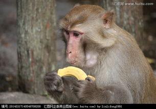 猴子嘟嘴吃瓜视频,猴子演绎夏日清凉趣味瞬间