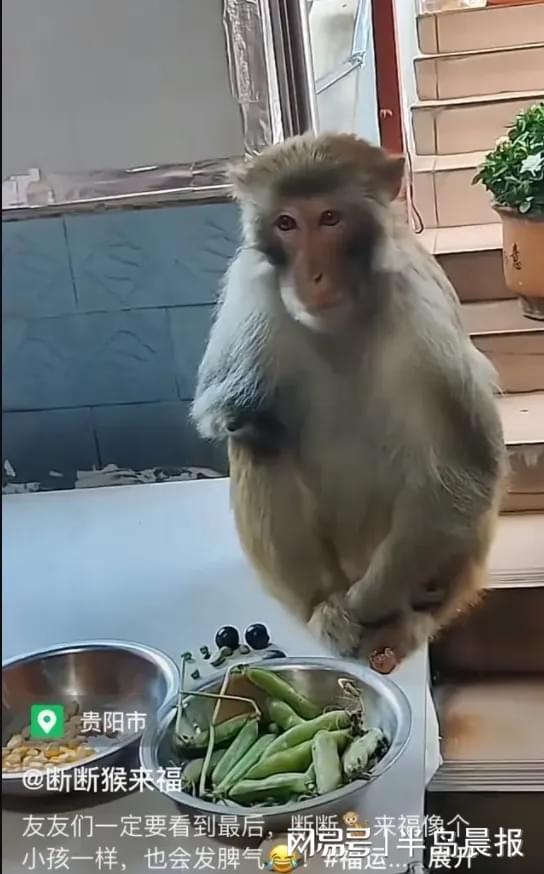 猴子嘟嘴吃瓜视频,猴子演绎夏日清凉趣味瞬间